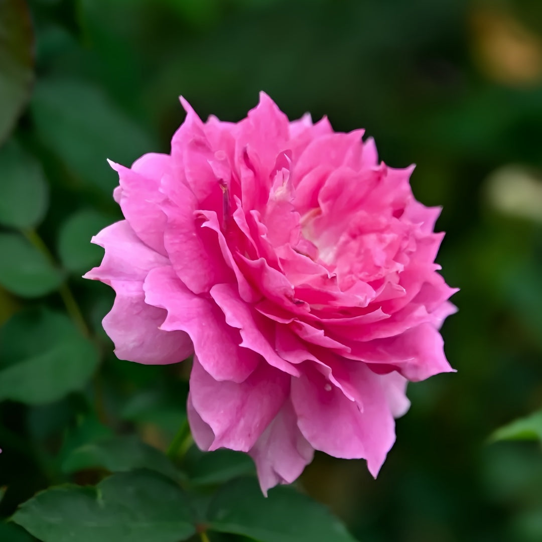 Sheherazade Rose-天方夜谭｜Japanese Shrub Rose