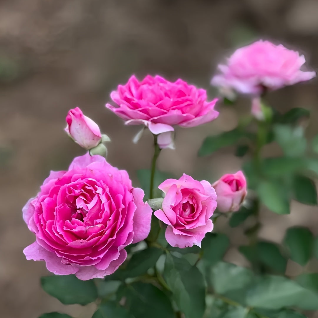 Sheherazade Rose-天方夜谭｜Japanese Shrub Rose