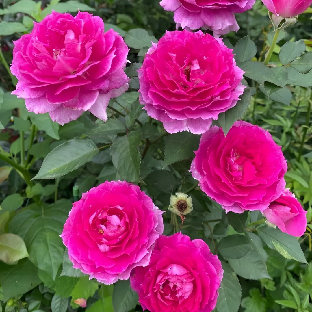 Sheherazade Rose-天方夜谭｜Japanese Shrub Rose