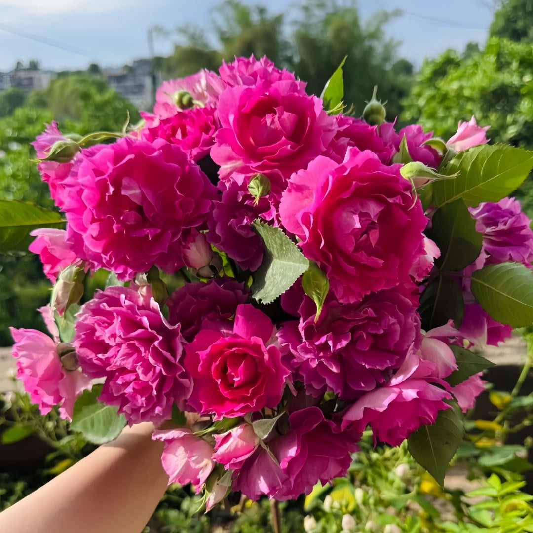 Sheherazade Rose-天方夜谭｜Japanese Shrub Rose