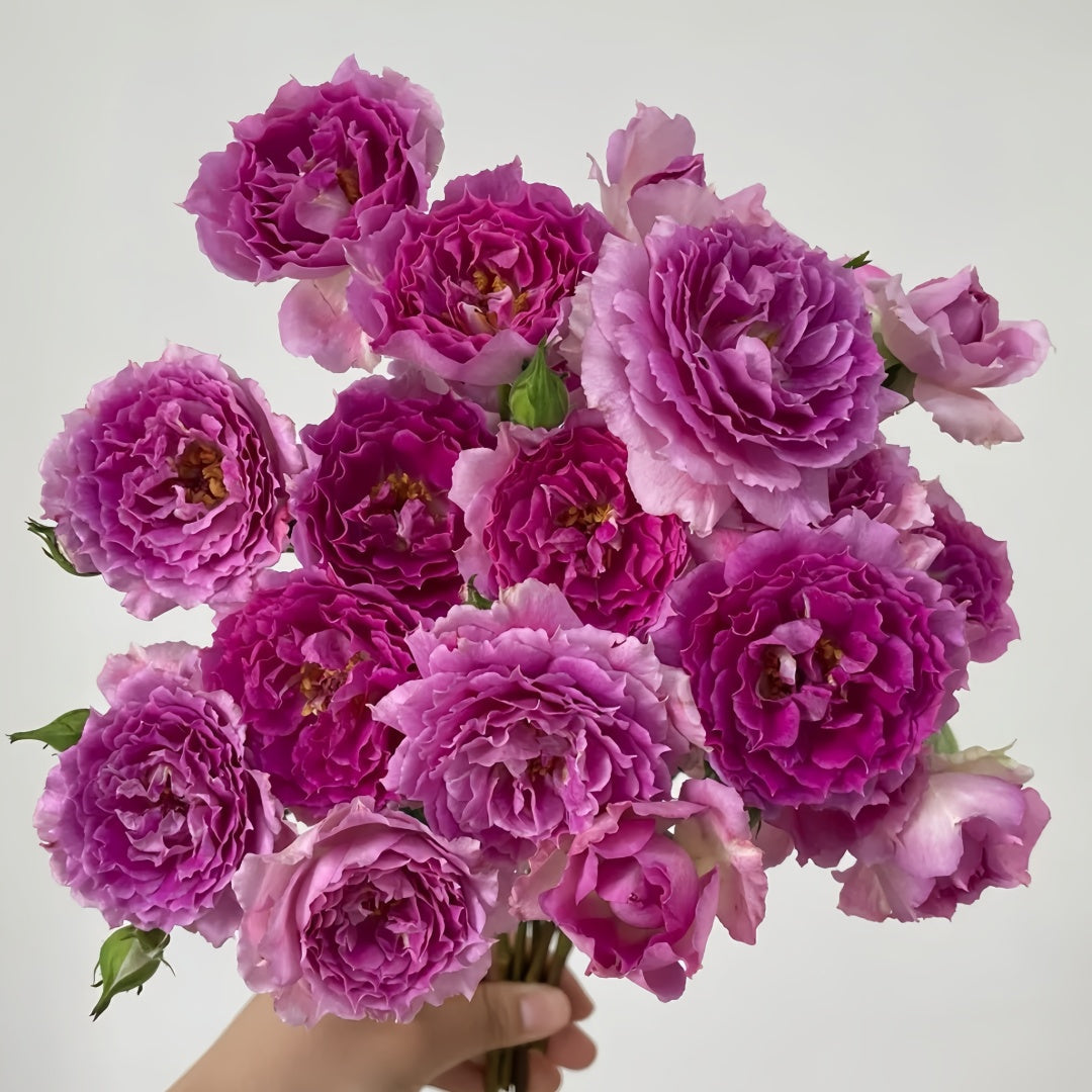 Sheherazade Rose-天方夜谭｜Japanese Shrub Rose