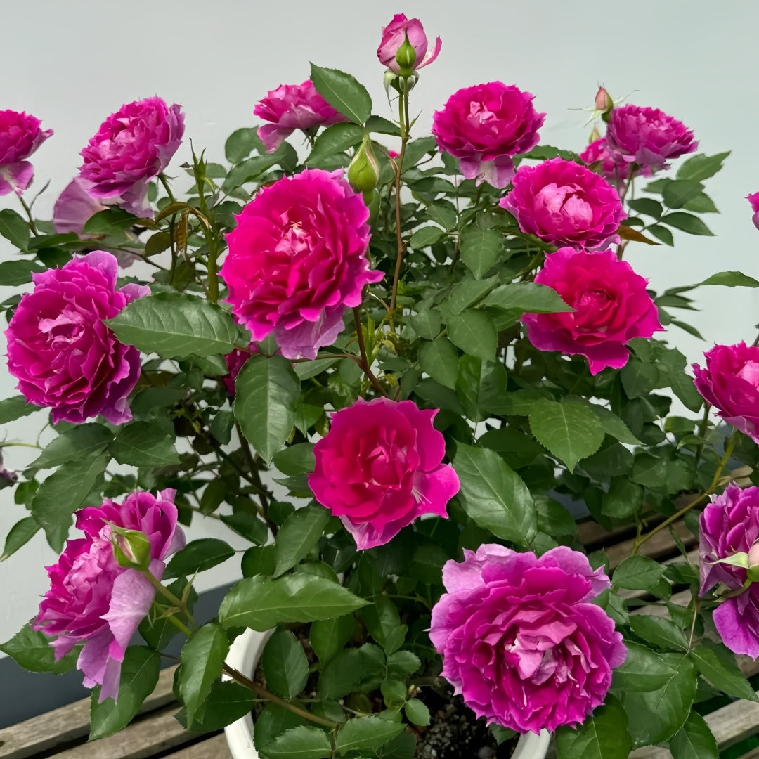 Sheherazade Rose-天方夜谭｜Japanese Shrub Rose