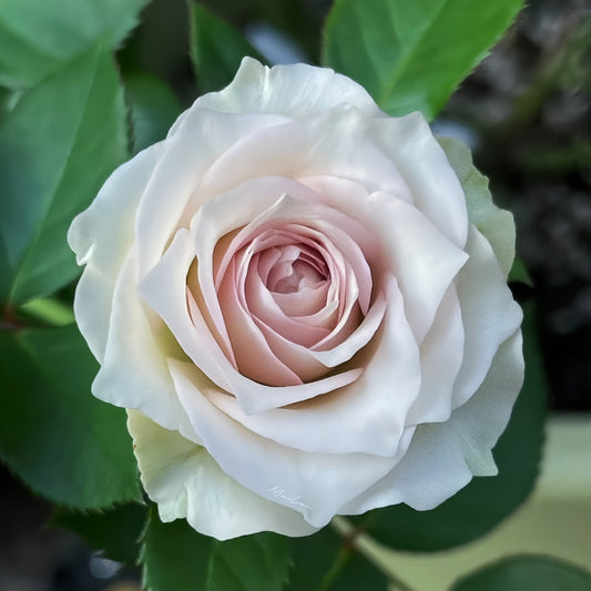 Silver Rain Rose-银雨｜Germany Cut roses