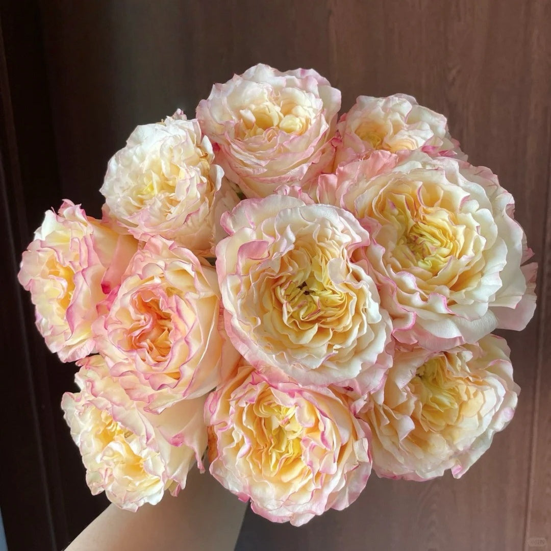 Stylist Rose-造型师｜Netherlands Cut rose
