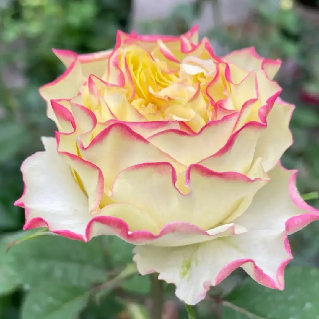 Stylist Rose-造型师｜Netherlands Cut rose