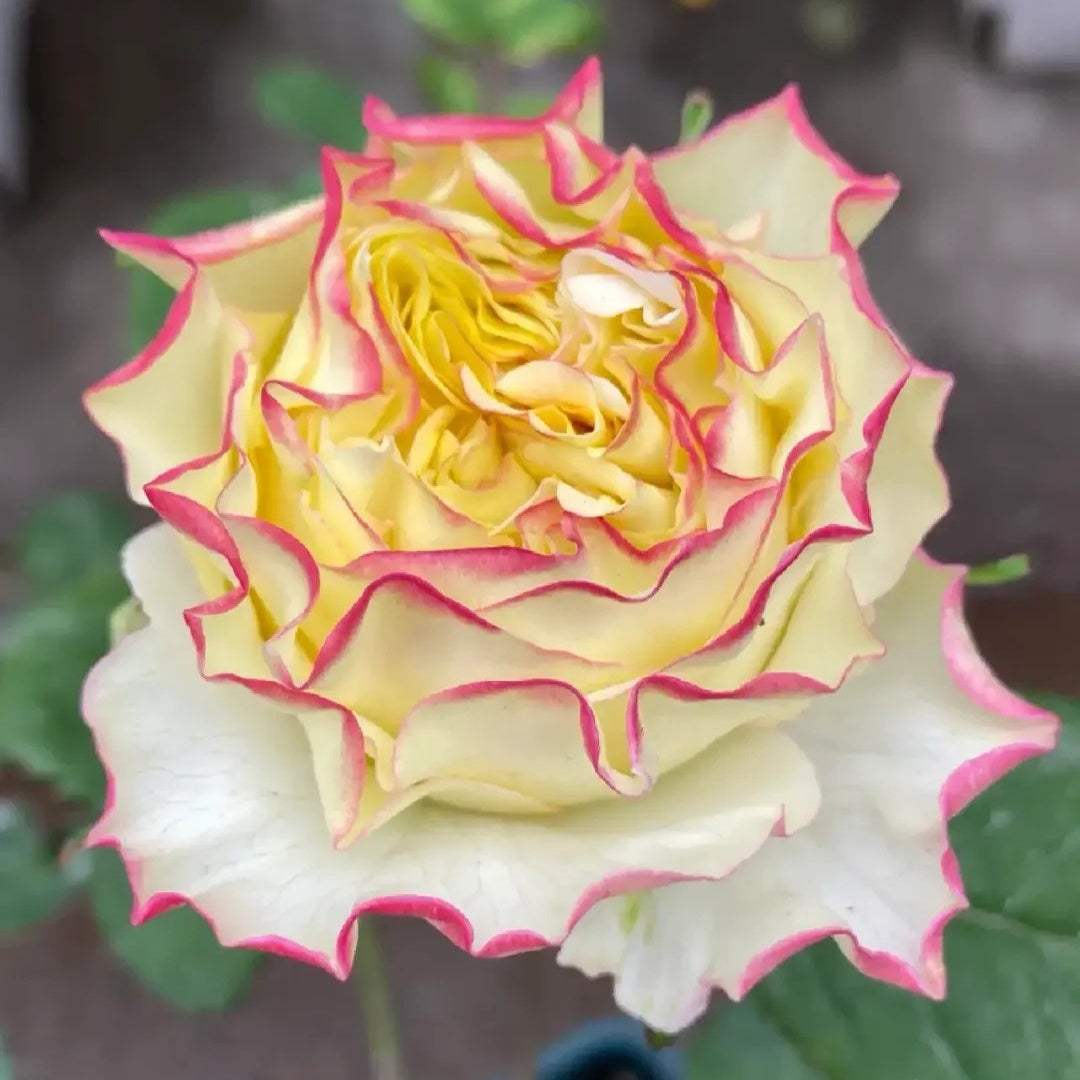 Stylist Rose-造型师｜Netherlands Cut rose