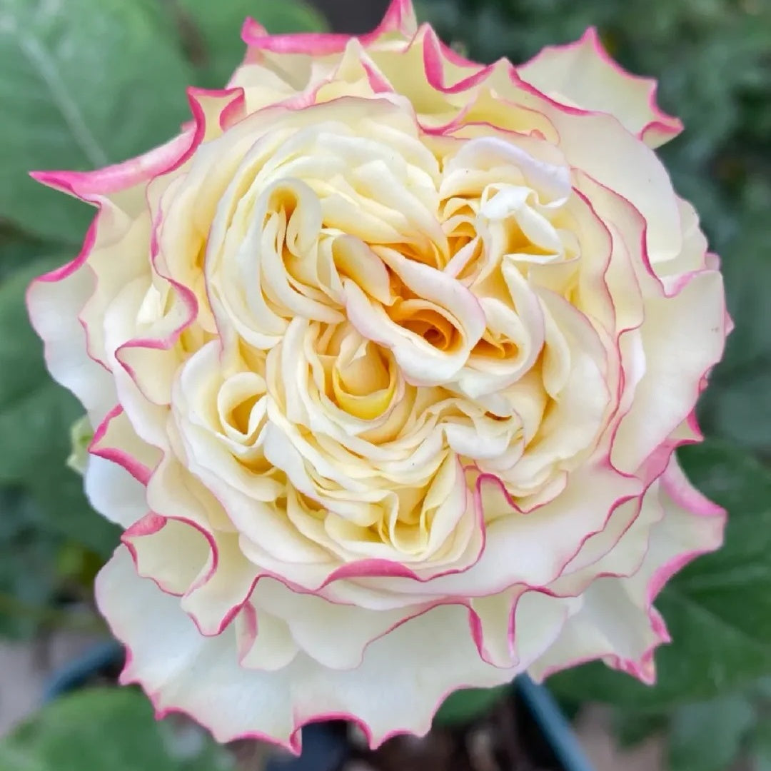 Stylist Rose-造型师｜Netherlands Cut rose