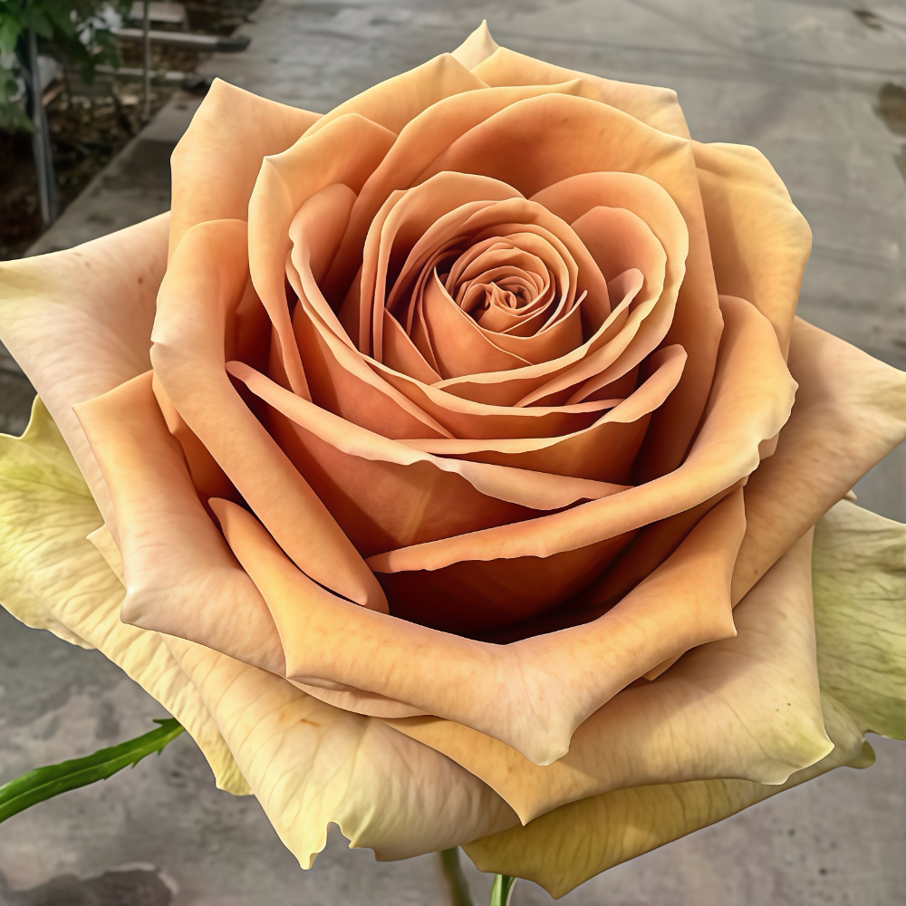 Teddy's Rose-泰迪｜Netherlands Cut Rose