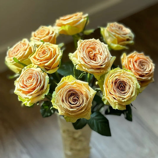 Teddy's Rose-泰迪｜Netherlands Cut Rose