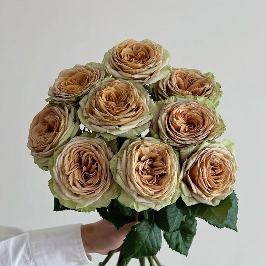 Teddy's Rose-泰迪｜Netherlands Cut Rose