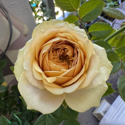 Teddy's Rose-泰迪｜Netherlands Cut Rose