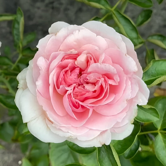 Yves sion Rose-伊芙紫苑｜Japanese Cut Rose