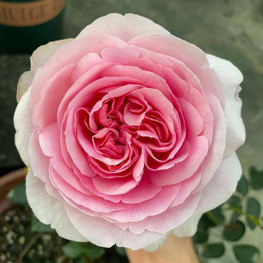 Yves sion Rose-伊芙紫苑｜Japanese Cut Rose